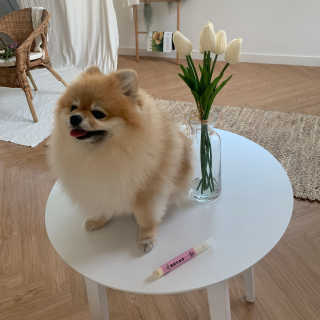 더펫원츠 [댕냥이 치석제거 덴탈오일] 치카오일+셀프스케일러 — 5점을 준 리뷰어가 2020년 5월 올린 사용 사진