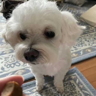 My Pet Care 천연단백질 관절건강에 개좋아 — 4점을 준 리뷰어가 2020년 12월 올린 사용 사진