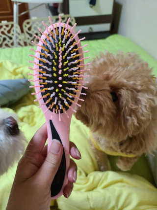 아이캔디 레인보우 볼륨S  브러쉬 for PET 미디엄 — 4점을 준 리뷰어가 2020년 11월 올린 사용 사진