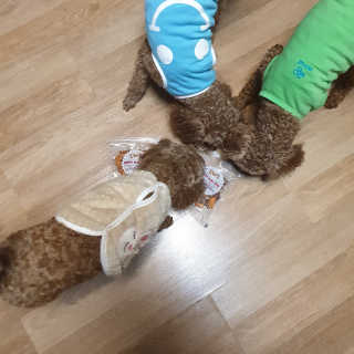 해피팡팡 고구마닭말이+고구마오리말이 [고구마간식2종] — 5점을 준 리뷰어가 2020년 4월 올린 사용 사진