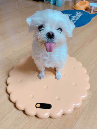 니코니코니님이 올린 리뷰 사진 3