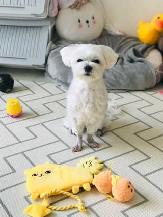 댕댕이님이 올린 리뷰 사진 2