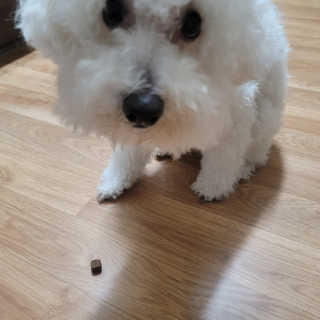 My Pet Care 천연단백질 관절건강에 개좋아 — 5점을 준 리뷰어가 2020년 11월 올린 사용 사진