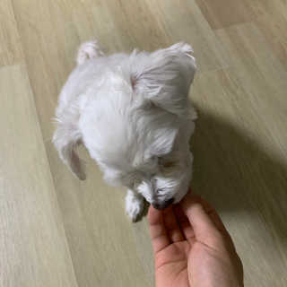 My Pet Care 천연단백질 눈건강에 개좋아 — 4점을 준 리뷰어가 2020년 12월 올린 사용 사진