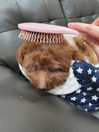 아이캔디 레인보우 볼륨S  브러쉬 for PET 미디엄 — 5점을 준 리뷰어가 2020년 11월 올린 사용 사진
