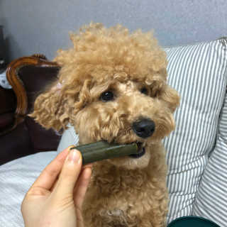 [푸디웜] 라포그 코어덴탈츄 그린 (10개입) — 5점을 준 리뷰어가 2020년 8월 올린 사용 사진