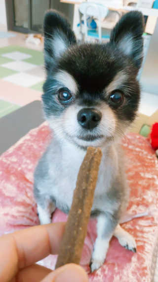 My Pet Care 천연단백질 치아건강에 개좋아 — 4점을 준 리뷰어가 2020년 11월 올린 사용 사진