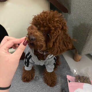 My Pet Care 천연단백질 관절건강에 개좋아 — 5점을 준 리뷰어가 2020년 12월 올린 사용 사진