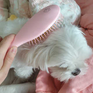 아이캔디 레인보우 볼륨S  브러쉬 for PET 미디엄 — 5점을 준 리뷰어가 2020년 11월 올린 사용 사진