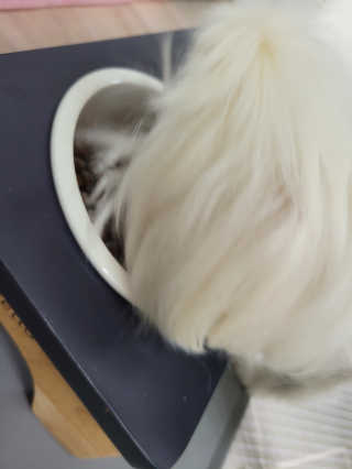 My Pet Care 모발과 모질 피부건강에 개좋아 — 5점을 준 리뷰어가 2020년 11월 올린 사용 사진