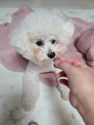 My Pet Care 천연단백질 눈건강에 개좋아 — 2점을 준 리뷰어가 2020년 12월 올린 사용 사진