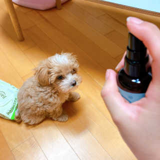 코지독 카밍스프레이 100ml — 3점을 준 리뷰어가 2020년 5월 올린 사용 사진