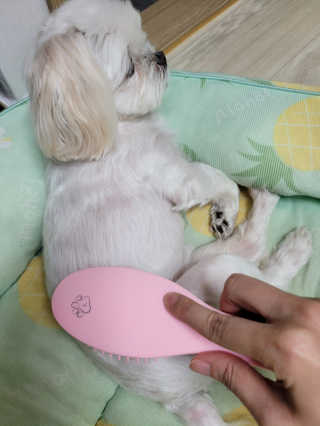 아이캔디 레인보우 볼륨S  브러쉬 for PET 미디엄 — 4.5점을 준 리뷰어가 2020년 11월 올린 사용 사진