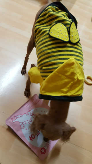 My Pet Care 천연단백질 관절건강에 개좋아 — 5점을 준 리뷰어가 2020년 11월 올린 사용 사진