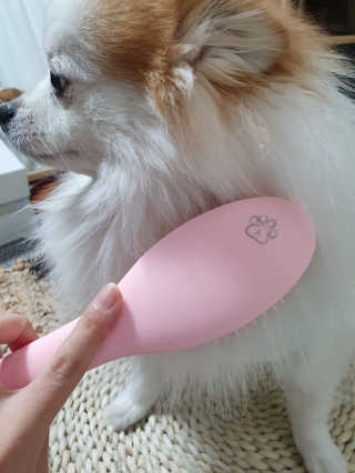 아이캔디 레인보우 볼륨S  브러쉬 for PET 미디엄 — 5점을 준 리뷰어가 2020년 12월 올린 사용 사진