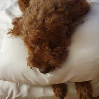 콩콩이님이 올린 리뷰 사진 3