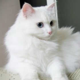 버츠비 캣 댄더 리듀싱 스프레이 — 4.5점을 준 리뷰어가 2020년 10월 올린 사용 사진