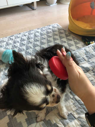 자극 없이 털/각질 관리가 가능한 코코몰리 실리콘 목욕 브러쉬 — 5점을 준 리뷰어가 2020년 7월 올린 사용 사진