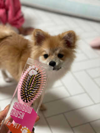 아이캔디 레인보우 볼륨S  브러쉬 for PET 미디엄 — 4점을 준 리뷰어가 2020년 12월 올린 사용 사진
