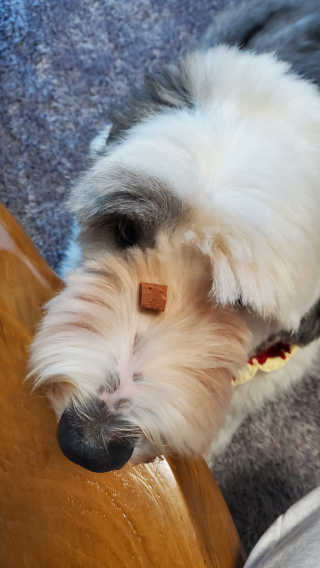 My Pet Care 천연단백질 눈건강에 개좋아 — 4점을 준 리뷰어가 2020년 12월 올린 사용 사진