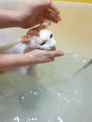 5냥2멍님이 올린 리뷰 사진 4