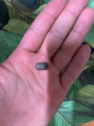 조은약초 꿀잠큐어 제주 감태추출물 감태정 600mg — 5점을 준 리뷰어가 2020년 6월 올린 사용 사진