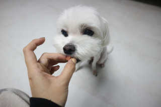My Pet Care 천연단백질 눈건강에 개좋아 — 5점을 준 리뷰어가 2020년 12월 올린 사용 사진