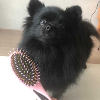 아이캔디 레인보우 볼륨S  브러쉬 for PET 미디엄 — 5점을 준 리뷰어가 2020년 11월 올린 사용 사진