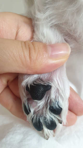 [레드허니밤]자유펫 고양이 강아지 발바닥 밤 14g — 5점을 준 리뷰어가 2020년 7월 올린 사용 사진
