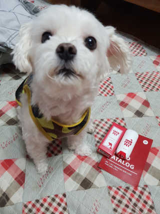 [레드허니밤]자유펫 고양이 강아지 발바닥 밤 14g — 5점을 준 리뷰어가 2020년 7월 올린 사용 사진