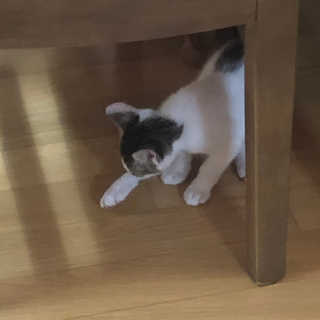 [블랙루즈] 하프하드 드로잉 마스터 아이브로우 3종 — 4점을 준 리뷰어가 2020년 9월 올린 사용 사진