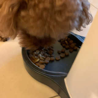 펫님닷컴 [장토피아]1일1스틱으로 간편한 반려동물 유산균 10ea — 5점을 준 리뷰어가 2020년 4월 올린 사용 사진