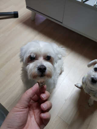 My Pet Care 천연단백질 관절건강에 개좋아 — 5점을 준 리뷰어가 2020년 12월 올린 사용 사진