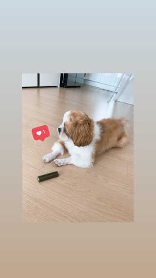 [푸디웜] 라포그 코어덴탈츄 그린 (10개입) — 5점을 준 리뷰어가 2020년 8월 올린 사용 사진