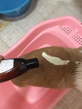 버츠비 케어플러스 릴리빙 컨디셔너_카모마일,로즈마리 — 5점을 준 리뷰어가 2020년 8월 올린 사용 사진
