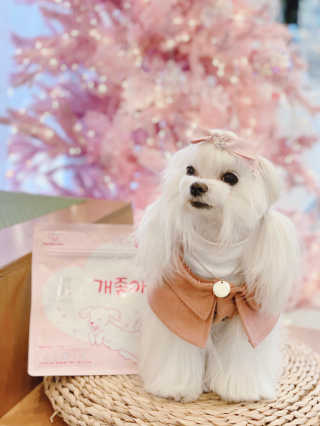 My Pet Care 천연단백질 관절건강에 개좋아 — 4점을 준 리뷰어가 2020년 12월 올린 사용 사진