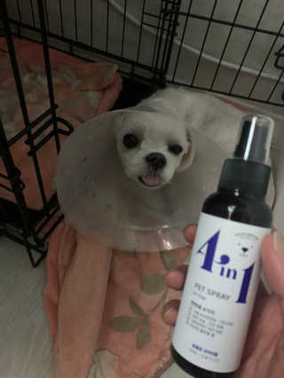 강아지스토리 포인원 모이스처 미스트 100ml — 5점을 준 리뷰어가 2020년 6월 올린 사용 사진
