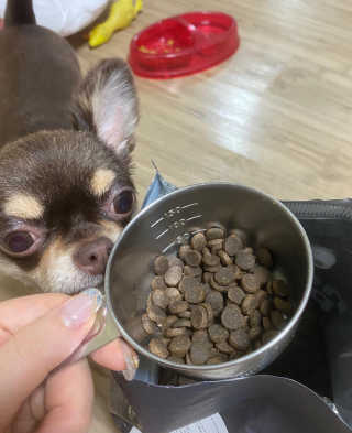 노스포 그레인프리 캐나다사료 — 5점을 준 리뷰어가 2020년 8월 올린 사용 사진