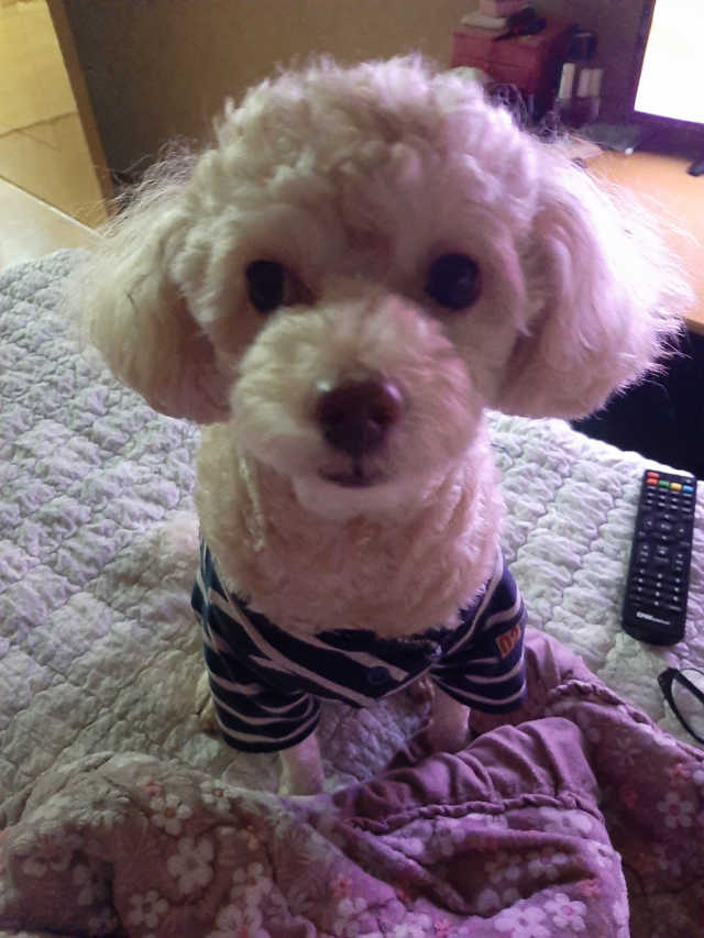베기도그 그레인프리 리뷰 사진