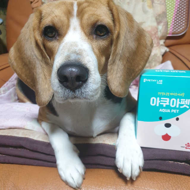 반려견용 액상 프리바이오틱스 아쿠아펫 리뷰 사진