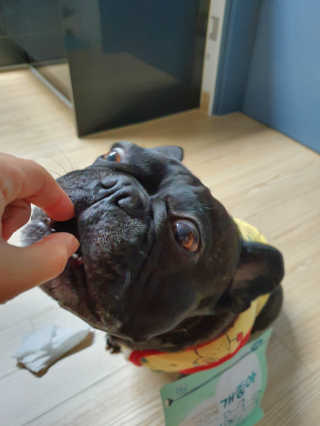 My Pet Care 천연단백질 눈건강에 개좋아 — 4점을 준 리뷰어가 2020년 11월 올린 사용 사진