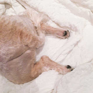 [자유펫] 시코니딘 고양이 강아지 피부 보습 연고 20g — 3점을 준 리뷰어가 2020년 7월 올린 사용 사진