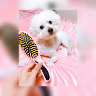 아이캔디 레인보우 볼륨S  브러쉬 for PET 미디엄 — 5점을 준 리뷰어가 2020년 11월 올린 사용 사진