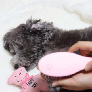 아이캔디 레인보우 볼륨S  브러쉬 for PET 미디엄 — 5점을 준 리뷰어가 2020년 12월 올린 사용 사진
