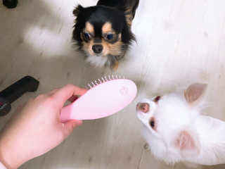 아이캔디 레인보우 볼륨S  브러쉬 for PET 미디엄 — 5점을 준 리뷰어가 2020년 12월 올린 사용 사진