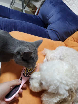 아이캔디 레인보우 볼륨S  브러쉬 for PET 미디엄 — 5점을 준 리뷰어가 2020년 11월 올린 사용 사진