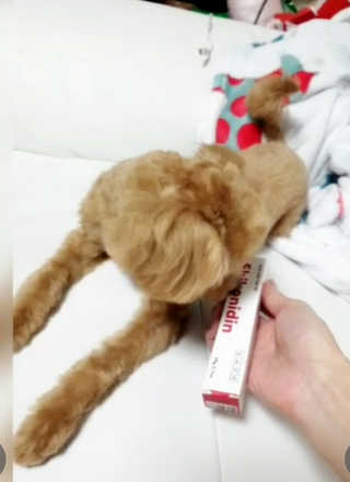 [자유펫] 시코니딘 고양이 강아지 피부 보습 연고 20g — 5점을 준 리뷰어가 2020년 8월 올린 사용 사진