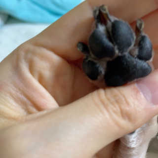 [자유펫] 시코니딘 고양이 강아지 피부 보습 연고 20g — 5점을 준 리뷰어가 2020년 7월 올린 사용 사진