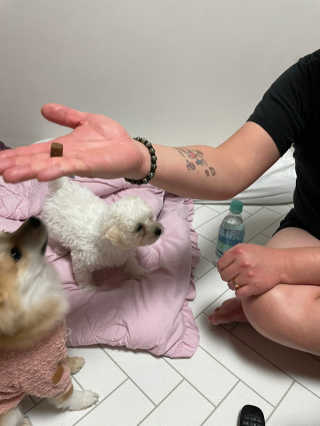 My Pet Care 천연단백질 관절건강에 개좋아 — 5점을 준 리뷰어가 2020년 12월 올린 사용 사진