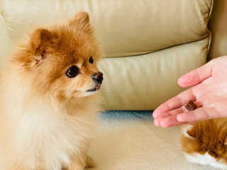 My Pet Care 천연단백질 눈건강에 개좋아 — 5점을 준 리뷰어가 2020년 12월 올린 사용 사진
